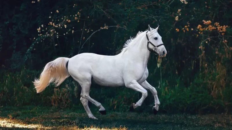 From Screen to Track: The Real-Life Horses Behind Popular Anime Horse Racing Characters